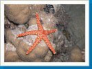 Pearl sea star