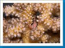 Tiger coral crab