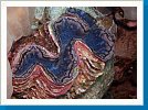 Squamose giant clam