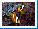 Red Sea anemonefish