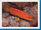 Coral grouper