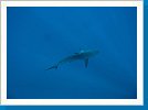 Silky shark