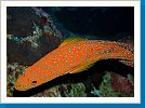 Coral grouper