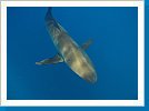 Silky shark