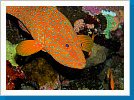 Coral grouper