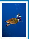 Diver and Green sea turtle