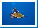 Diver and Green sea turtle