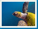 Green sea turtle