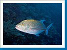 Yellowspotted trevally