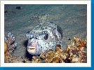 Masked pufferfish