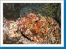 Bearded scorpionfish