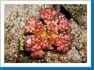 Red coral crab