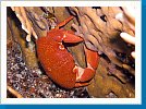 Variable coral crab