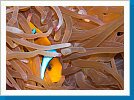 Red Sea anemonefish