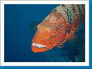 Red Sea coral grouper