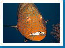 Red Sea coral grouper