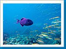 Blue triggerfish