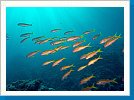 School of yellowfin goatfish