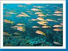 School of yellowfin goatfish