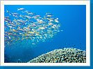School of yellowfin goatfish