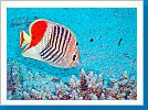 Redback butterflyfish