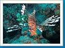 African lionfish