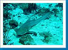 Zebra shark