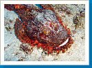 Bearded scorpionfish