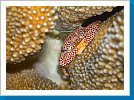 Red-spotted coral crab