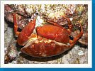 Variable coral crab