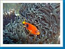 Tomato anemonefish
